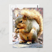 Eichhörnchen Postkarte (Vorne/Hinten)