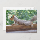 Eichhörnchen Postkarte (Vorne/Hinten)
