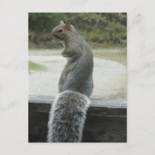 Eichhörnchen Postkarte
