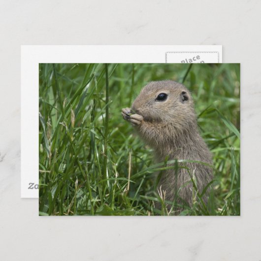 Eichhörnchen Postkarte (Vorne/Hinten)