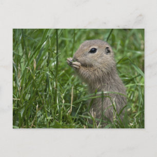 Eichhörnchen Postkarte