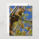 Eichhörnchen Postkarte (Vorne/Hinten)