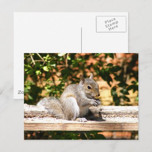 Eichhörnchen Postkarte (Vorne/Hinten)