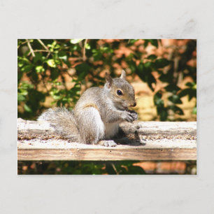 Eichhörnchen Postkarte