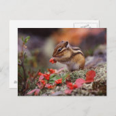 Eichhörnchen Postkarte (Vorne/Hinten)