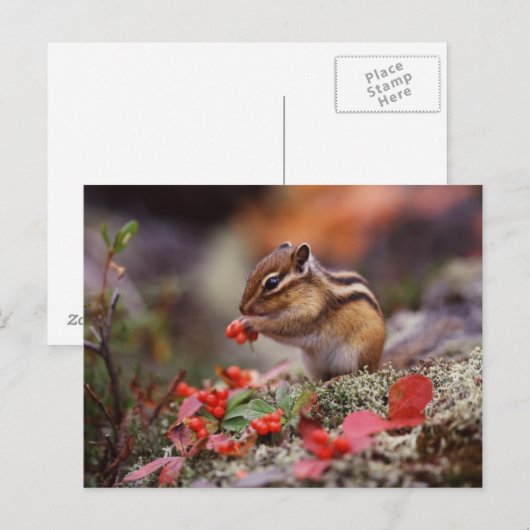 Eichhörnchen Postkarte (Vorne/Hinten)