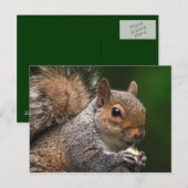 Eichhörnchen Postkarte (Vorne/Hinten)