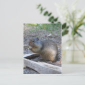 Eichhörnchen Postkarte (Stehend Vorderseite)