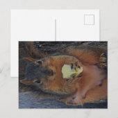 Eichhörnchen Postkarte (Vorne/Hinten)