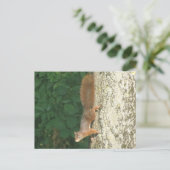 Eichhörnchen Postkarte nach unten (Stehend Vorderseite)