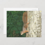 Eichhörnchen Postkarte nach unten (Vorne/Hinten)