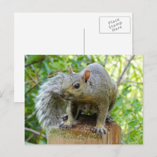 Eichhörnchen-Postkarte Postkarte (Vorne/Hinten)