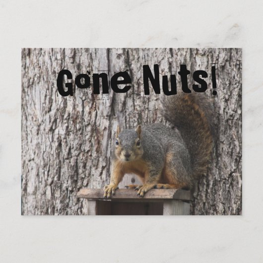 Eichhörnchen-Postkarten Postkarte (Vorderseite)