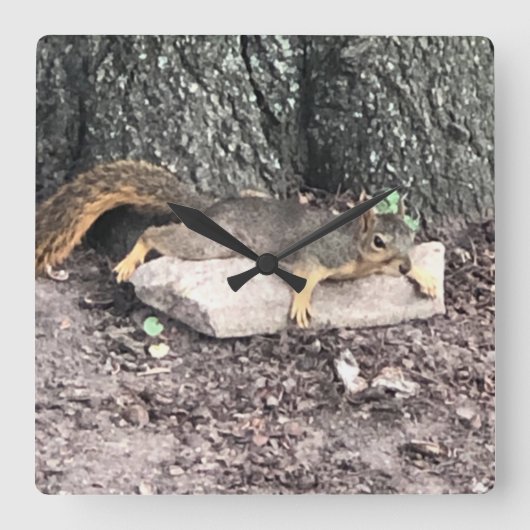 Eichhörnchen Quadratische Wanduhr (Vorderseite)