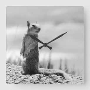 Eichhörnchen Quadratische Wanduhr
