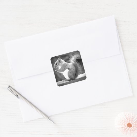 Eichhörnchen Quadratischer Aufkleber (Umschlag)