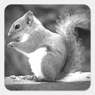Eichhörnchen Quadratischer Aufkleber