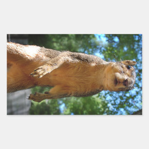 Eichhörnchen Rechteckiger Aufkleber
