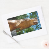 Eichhörnchen Rechteckiger Aufkleber (Umschlag)