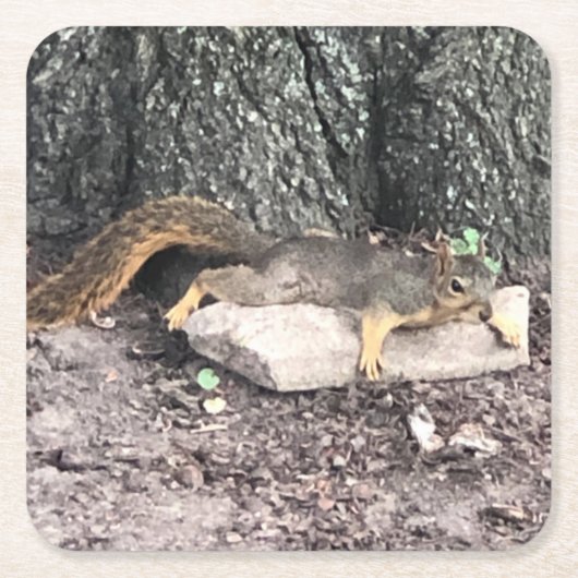 Eichhörnchen Rechteckiger Pappuntersetzer (Vorderseite)