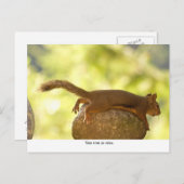 Eichhörnchen Relaxen Postkarte (Vorne/Hinten)