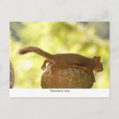 Eichhörnchen Relaxen Postkarte (Vorderseite)