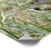 Eichhörnchen, Rocky Mountains National Park Poster (Ecke)