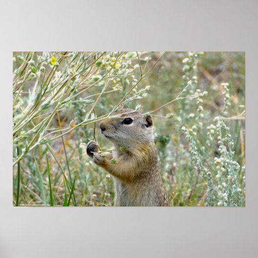 Eichhörnchen, Rocky Mountains National Park Poster (Vorne)