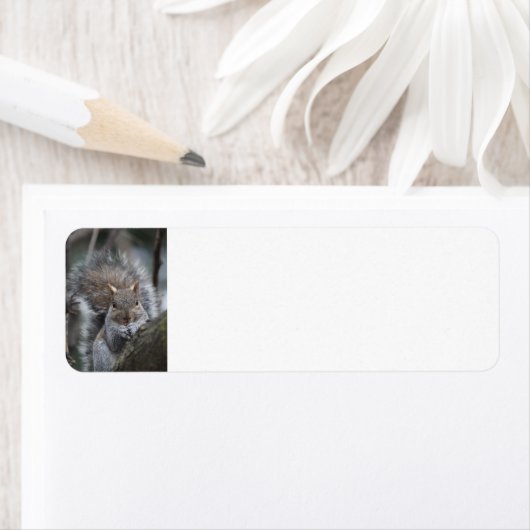 Eichhörnchen-Rücksendeadressen-Aufkleber (Insitu)