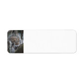 Eichhörnchen-Rücksendeadressen-Aufkleber (Vorne)