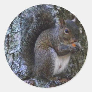 Eichhörnchen Runder Aufkleber