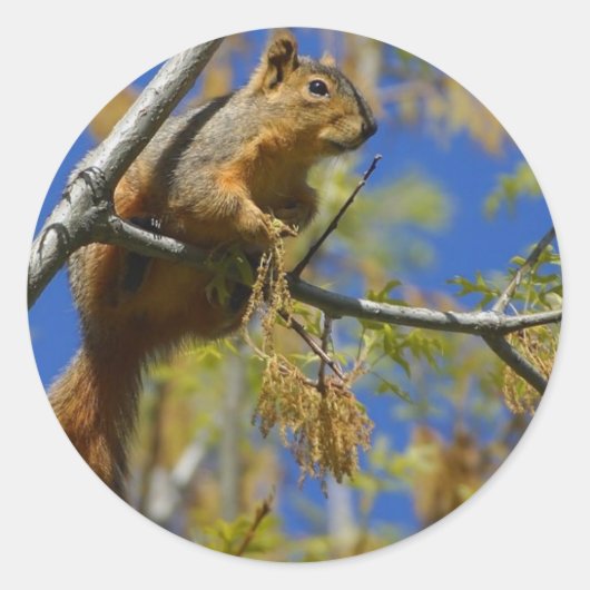 Eichhörnchen Runder Aufkleber (Vorderseite)