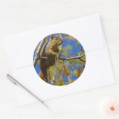 Eichhörnchen Runder Aufkleber (Umschlag)