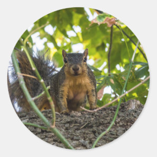Eichhörnchen Runder Aufkleber
