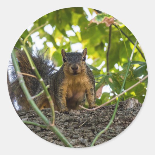 Eichhörnchen Runder Aufkleber (Vorderseite)