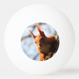 Eichhörnchen-Säugetier-Nagetier Tischtennisball