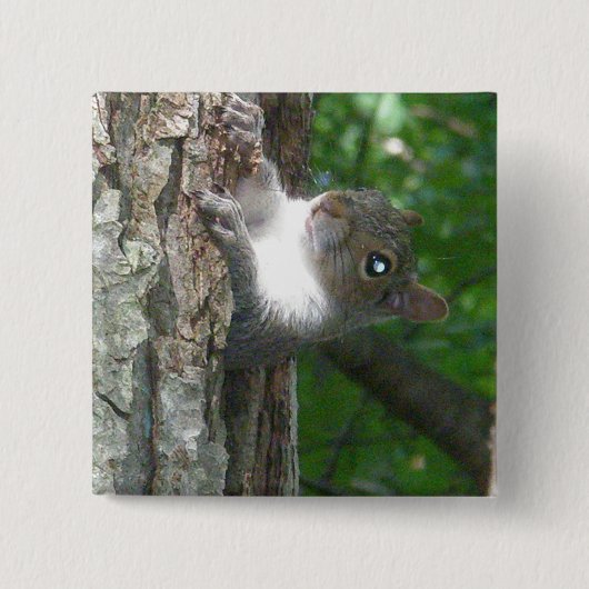 Eichhörnchen (Sciurus carolinensis) Button (Vorderseite)