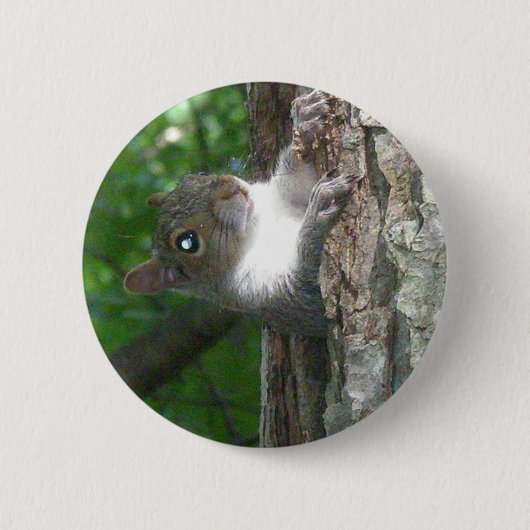 Eichhörnchen (Sciurus carolinensis) Button (Vorderseite)