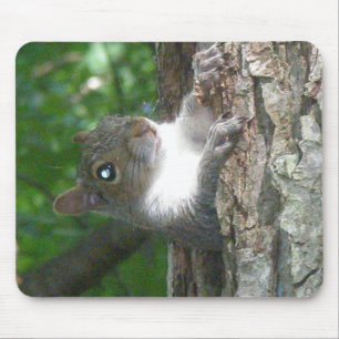 Eichhörnchen (Sciurus carolinensis) Mousepad