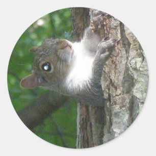 Eichhörnchen (Sciurus carolinensis) Runder Aufkleber