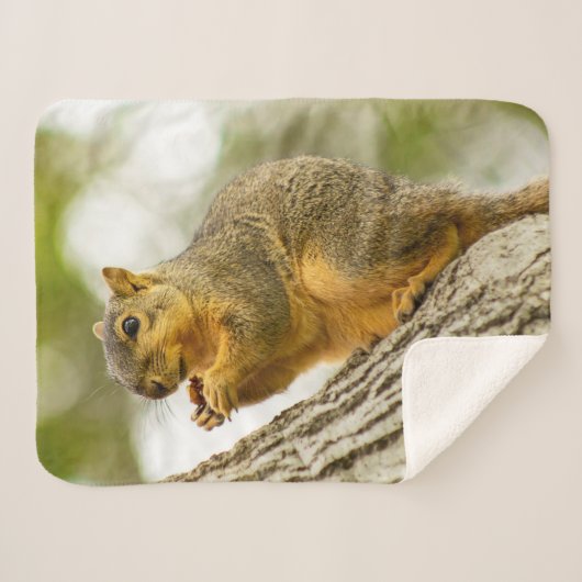 Eichhörnchen Sherpadecke (Vorderseite (Horizontal))