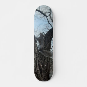 Eichhörnchen Skateboard