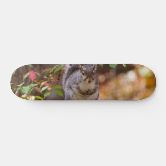 Eichhörnchen Skateboard (Horizontal)