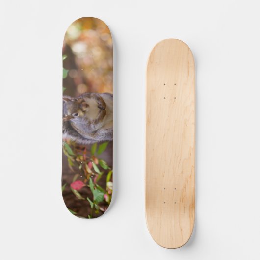 Eichhörnchen Skateboard (Vorderseite)