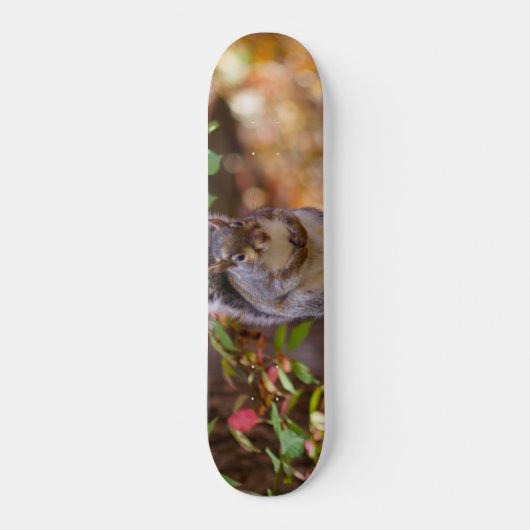 Eichhörnchen Skateboard (Vorne)