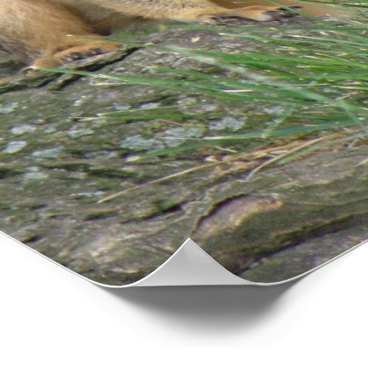 Eichhörnchen spielen poster (Ecke)