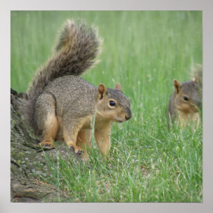 Eichhörnchen spielen poster