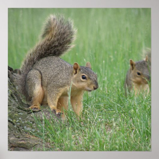 Eichhörnchen spielen poster (Vorne)