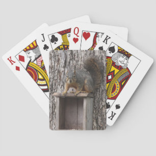 Eichhörnchen Spielkarten