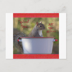 Eichhörnchen Stew ... SIND SIE NUTS?!? Postkarte